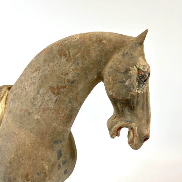 Chinese Tang Dynasty Terra Cotta Horse For Sale In San Francisco - Image 6 of 13