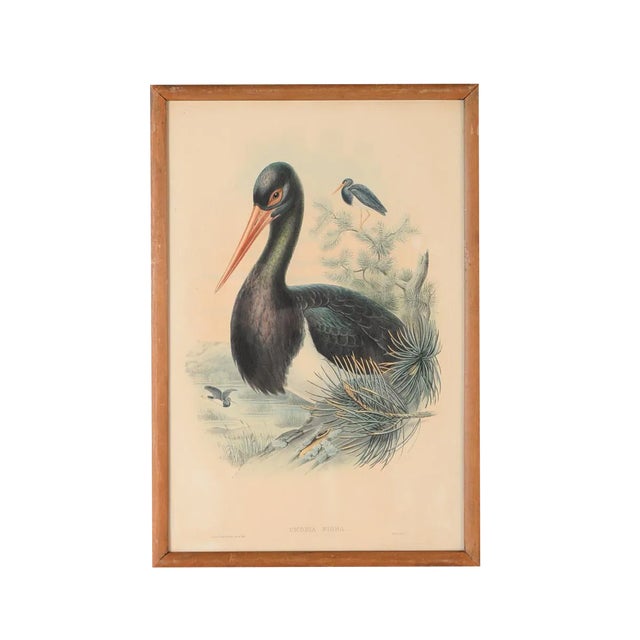 John Gould "Ciconia Nigra-Black Stork" Bird Print For Sale