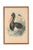 John Gould "Ciconia Nigra-Black Stork" Bird Print For Sale