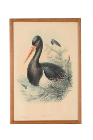 John Gould "Ciconia Nigra-Black Stork" Bird Print