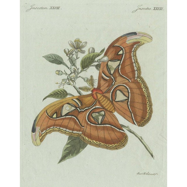 Paper Bertuch, An Atlas Moth, 1800, Engraving For Sale - Image 7 of 9