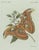 Paper Bertuch, An Atlas Moth, 1800, Engraving For Sale - Image 7 of 9