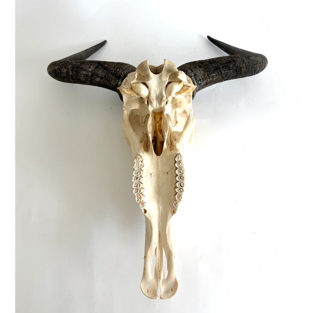 1980s Natural African Wildebeest European Skull Mount For Sale - Image 5 of 6