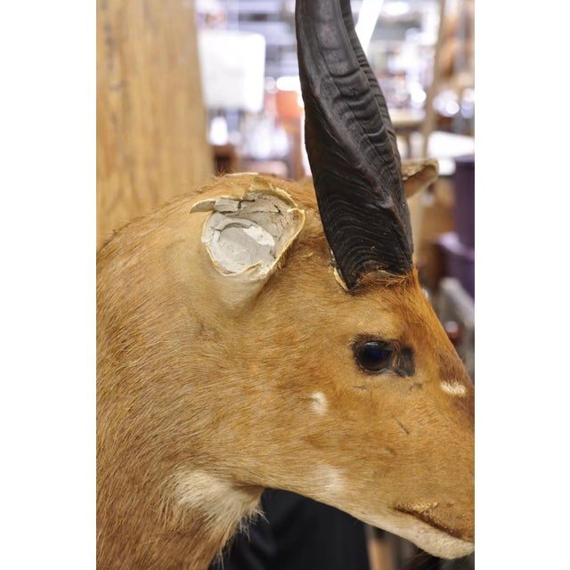 Mid 20th Century Vintage African Cape Bushbuck Taxidermy Shoulder Mount Cabin Wall Decor For Sale - Image 5 of 12