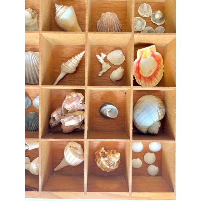 Wood Pair Vintage Folk Art Shadow Boxes With Seashell Collection Coastal Boho Chic For Sale - Image 7 of 18