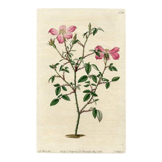 Miss Lawrence's Rose, 1821 Engraving For Sale
