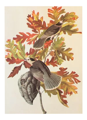 1966 Vintage Farmhouse Cottage Style Print "Canada Jay" After John James Audubon