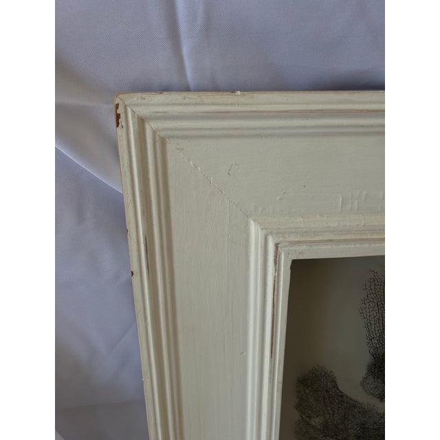 Framed Natural Black Sea Fan For Sale - Image 4 of 6