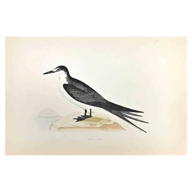Alexander Francis Lydon, Sooty Tern, Woodcut Print, 1870 For Sale