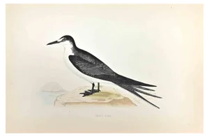 Alexander Francis Lydon, Sooty Tern, Woodcut Print, 1870