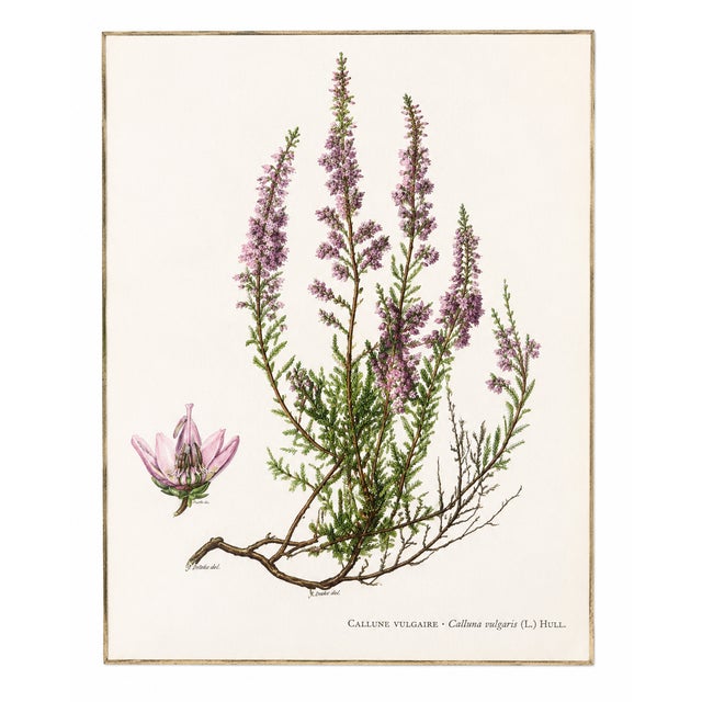 Victorian Antique Victorian Ornate Silvered Frame With French Heather Botanical Print For Sale - Image 3 of 9
