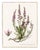 Victorian Antique Victorian Ornate Silvered Frame With French Heather Botanical Print For Sale - Image 3 of 9