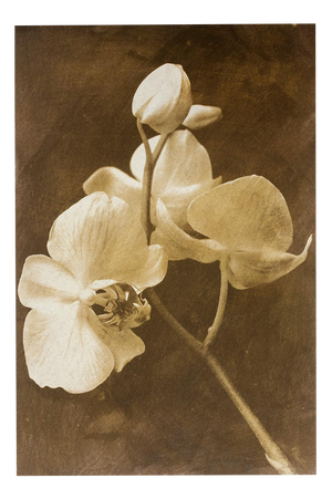 Ian Sanderson, Orchid 2, 2010, Archival Pigment Print