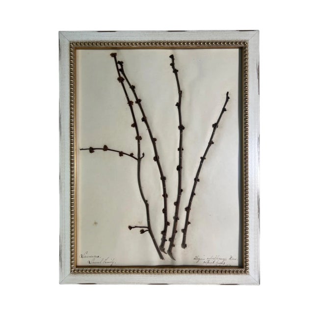 Wood 1895 Framed Antique Herbariums, Set of 20 For Sale - Image 7 of 12