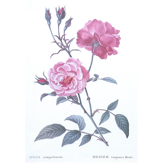 French Set of 4 P. J. Redoute Framed Lithographs Prints French Botanical Still Life Roses For Sale - Image 3 of 7