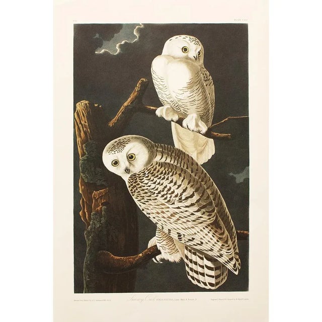 1990s Snowy Owls After Audubon, Large Cottage Style Print For Sale - Image 10 of 10