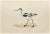 Avocet is a modern artwork realized in 1870 by the British artist Alexander Francis Lydon (1836-1917). Woodcut print on...