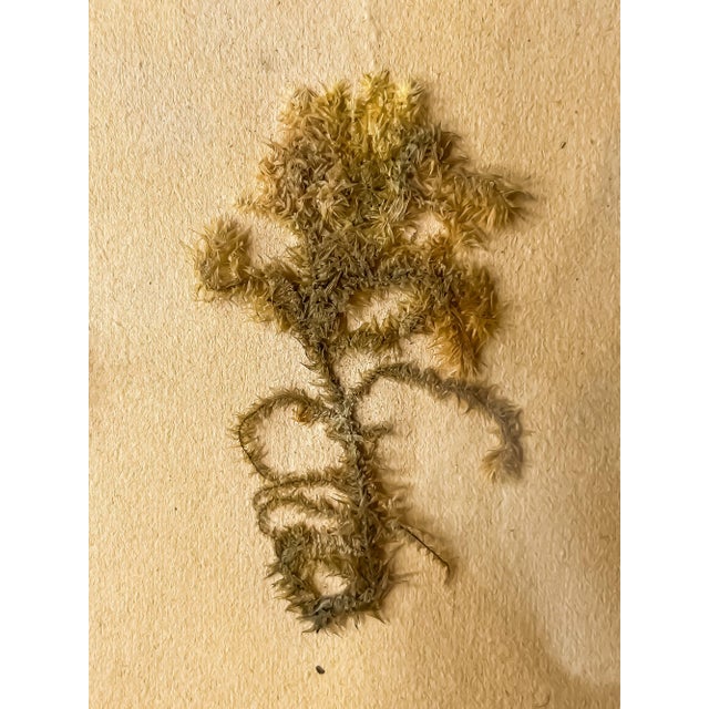 Art Nouveau Antique French Framed Herbarium Mosses Specimen and Blackletter Calligraphy For Sale - Image 3 of 3