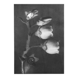 1935 Karl Blossfeldt Two-Sided Photogravure N91-92