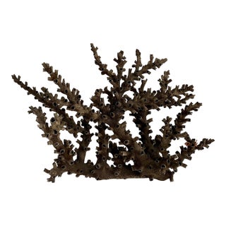 Natural Black Octopus Coral Specimen For Sale