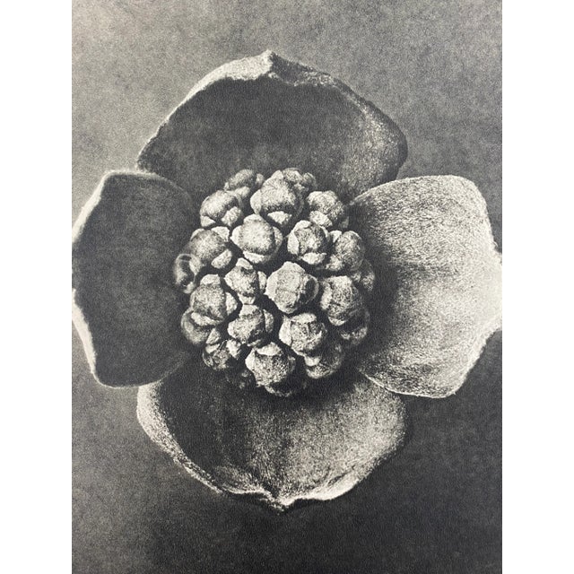 Traditional 1940s Botanical Blossfeldt Print - No. 42 For Sale - Image 3 of 5