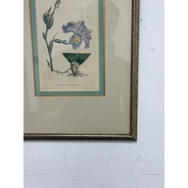 William Curtis "Chinese Iris" Botanical Print, Framed For Sale - Image 4 of 12