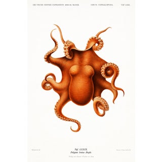 Antique Reproduction Octopus Study, Deep Sea Expedition Illustration, Coastal Marine Art Print, 24" × 36" For Sale