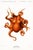 Antique Reproduction Octopus Study, Deep Sea Expedition Illustration, Coastal Marine Art Print, 24" × 36" For Sale