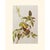 Avocado 1966 Vintage Cottage Print "Yellow Red-Poll & Wood Warblers" After John James Audubon For Sale - Image 8 of 8