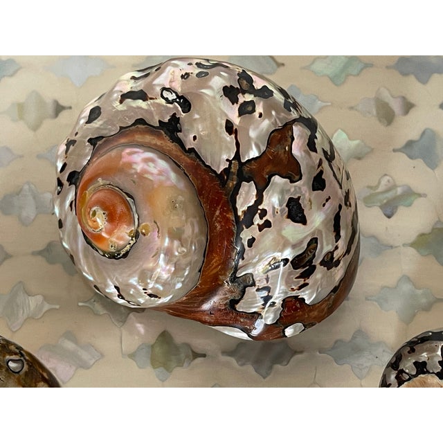 3 brown polished mother of pearl brown turbo sea shells.