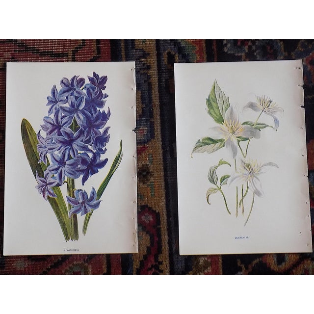 Printmaking Materials Antique 19th Century Edward Hulme Botanical "Garden Flowers" Lithographs - Set of 12 - Super Price! For Sale - Image 7 of 9