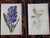 Printmaking Materials Antique 19th Century Edward Hulme Botanical "Garden Flowers" Lithographs - Set of 12 - Super Price! For Sale - Image 7 of 9