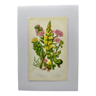 Antique W. Dickes & Co. Botanical Print From England Showcasing Varieties of Stonecrop Flowers, Wall Pennywort, House Leek & Orpine - Circa 1870 For Sale