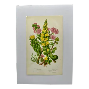 Antique W. Dickes & Co. Botanical Print From England Showcasing Varieties of Stonecrop Flowers, Wall Pennywort, House Leek & Orpine - Circa 1870