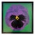 Jan Pienkowski, Pop Art Pansy, 1961, Silk-Screen, Framed For Sale