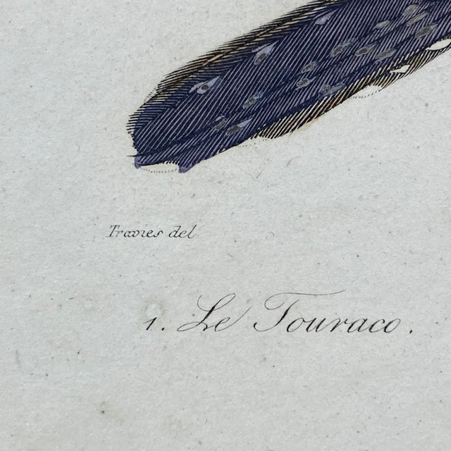 French Antique 18th Century "Le Touraco" Bird Engraving Hand Colored Signed Artwork For Sale In Portland, ME - Image 6 of 9