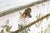 Gustavian Chest with Nordens Flora by C.A.M Lindman, Sweden, 1940s For Sale - Image 9 of 11