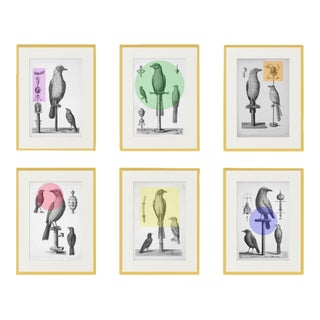 Set of 6 — Vintage Bird Prints With Contemporary Color Accents | Chairish Exclusive | Unframed For Sale