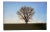 "Lone Tree" Contemporary Landscape Photograph from The Estate of Gleb Derujinsky For Sale