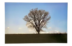 "Lone Tree" Contemporary Landscape Photograph from The Estate of Gleb Derujinsky