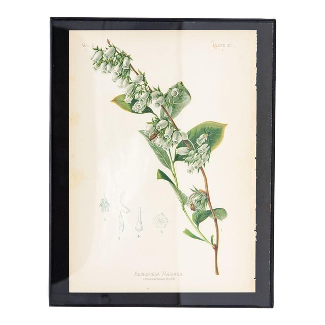 Staggerbush Botanical Print on Paper, Usa Early 20th C. For Sale