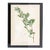 Staggerbush Botanical Print on Paper, Usa Early 20th C. For Sale