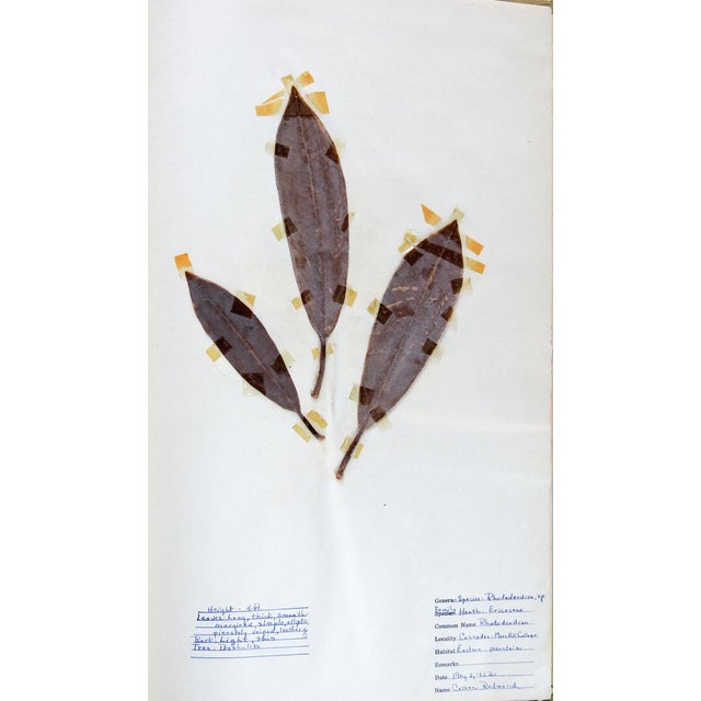 1930s North Carolina Bound Herbarium 34 Pressed Botanical Specimens For Sale - Image 11 of 12