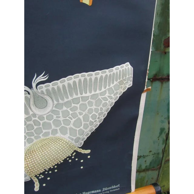 Industrial Vintage Botanical School Wall Chart by Jung, Koch, & Quentell for Hagemann For Sale - Image 3 of 9