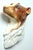 Vintage Lassie Hollywood's Dog Actor/ Figurine Wall Mount For Sale - Image 4 of 6