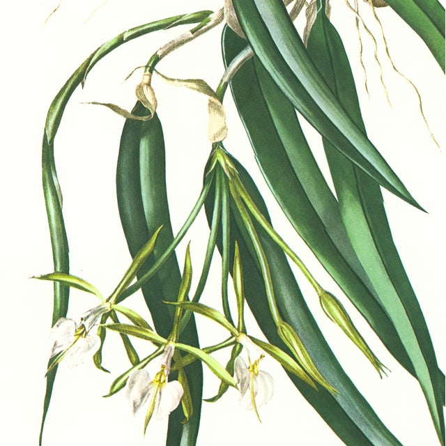Limited edition reproduction print of one of the most famous botanical works ever produced, "The Orchidaceae of Mexico and...