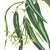 Limited edition reproduction print of one of the most famous botanical works ever produced, "The Orchidaceae of Mexico and...