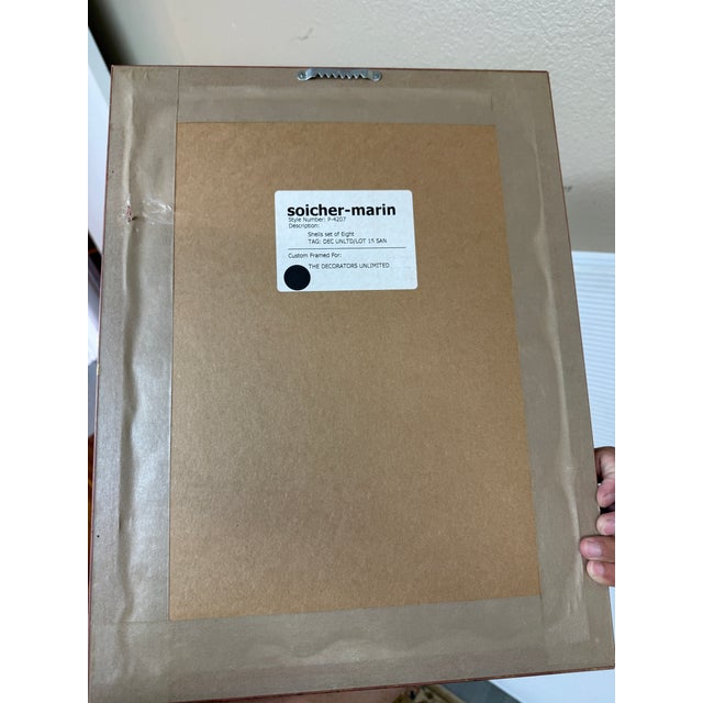 Coastal Composition Sketch of Seashells, Framed For Sale - Image 11 of 11