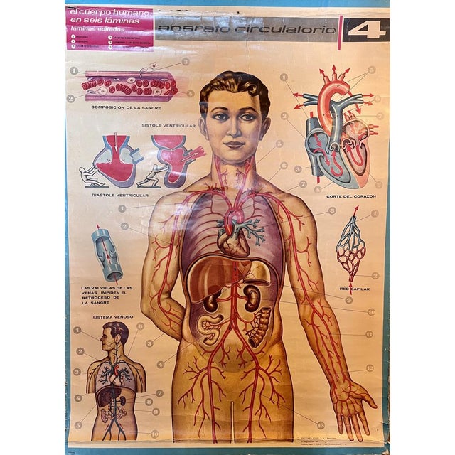 Human Body Circulatory System Poster, 1964 For Sale - Image 9 of 10