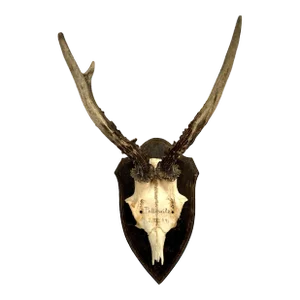 1914 Dated German Roe Deer Antlers on Display Plaque